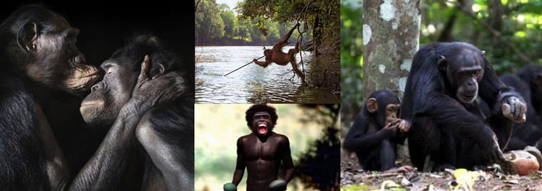 A four-panel collage showcasing primate behavior and early human evolution, including bonobos interacting, an orangutan using a stick to fish, an early human ancestor holding tools, and chimpanzees using stones to crack nuts.
